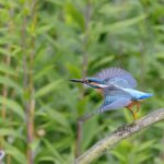 bird, 4k, beautiful nature-8142295.jpg
